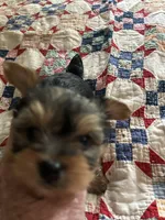 Yorkshire terrier, a male Yorkshire Terrier for sale in Texarkana, AR – 6 of 6