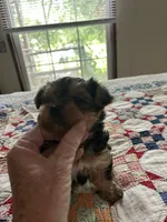 Yorkshire terrier, a male Yorkshire Terrier for sale in Texarkana, AR – 5 of 6