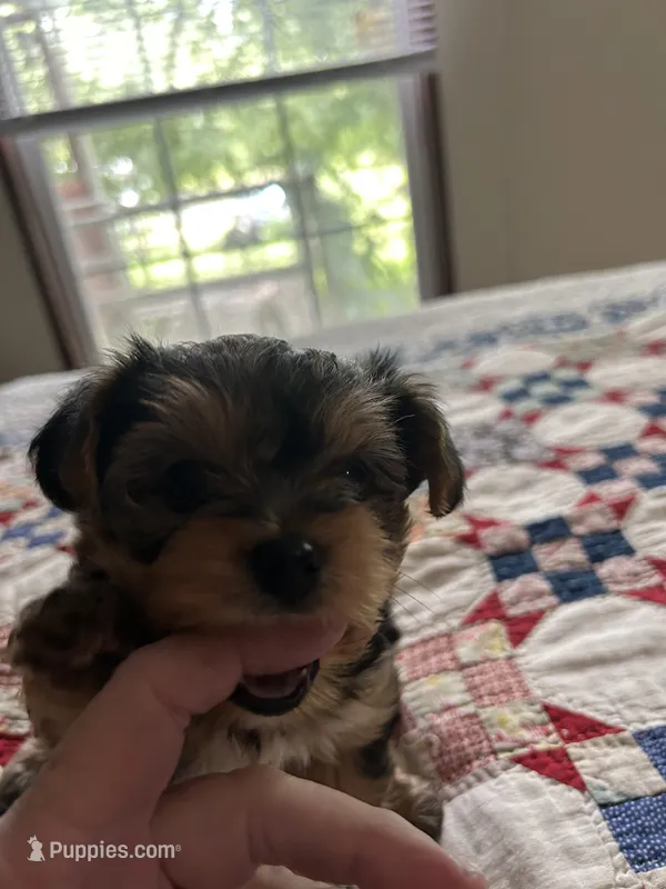 Yorkshire terrier – Yorkshire Terrier puppy for sale in Texarkana, AR