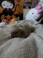 Angel, a female French Bulldog and Poodle - Standard  for sale in Phoenix, AZ – 6 of 6