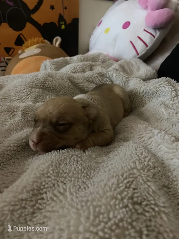 Angel – French Bulldog, Poodle - Standard  puppy for sale in Phoenix, AZ