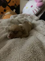 Angel, a female French Bulldog and Poodle - Standard  for sale in Phoenix, AZ – 1 of 6