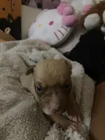 Angel, a female French Bulldog and Poodle - Standard  for sale in Phoenix, AZ – 4 of 6