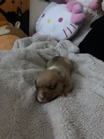 Angel, a female French Bulldog and Poodle - Standard  for sale in Phoenix, AZ – 3 of 6