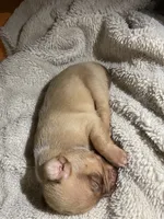 Angel, a female French Bulldog and Poodle - Standard  for sale in Phoenix, AZ – 2 of 6