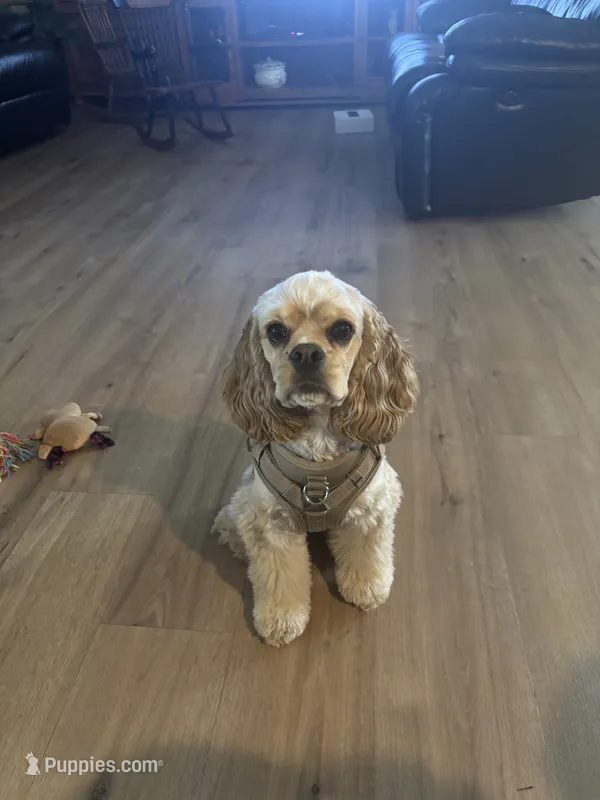 Suzy – Cocker Spaniel puppy for sale in Plant City, FL