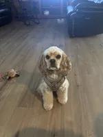 Suzy, a female Cocker Spaniel for sale in Plant City, FL – 1 of 1