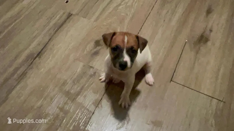 #1 – Jack Russell Terrier, Toy Fox Terrier puppy for sale in Newark, NJ