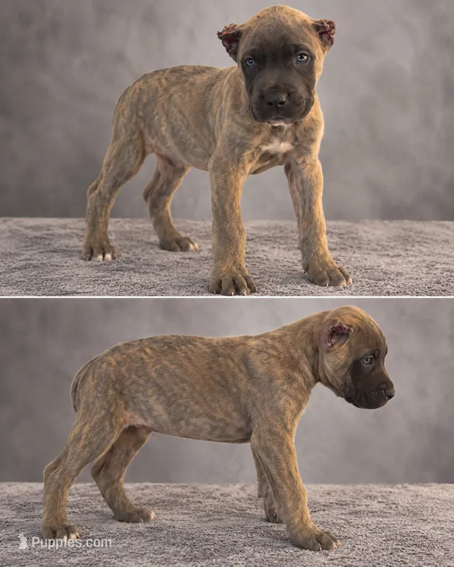 Pretty boy – Cane Corso puppy for sale in Lilburn, GA