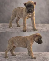 Pretty boy, a male Cane Corso for sale in Lilburn, GA – 1 of 2