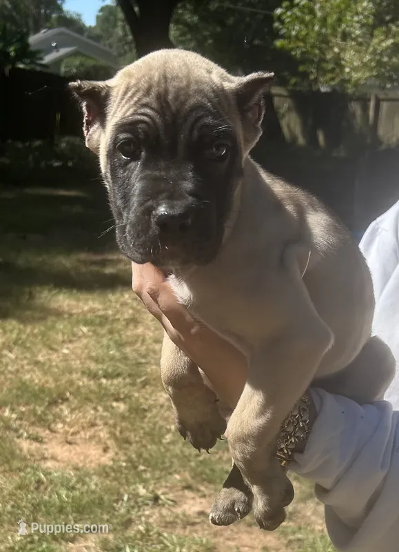 Vixen  – Cane Corso puppy for sale in Lilburn, GA
