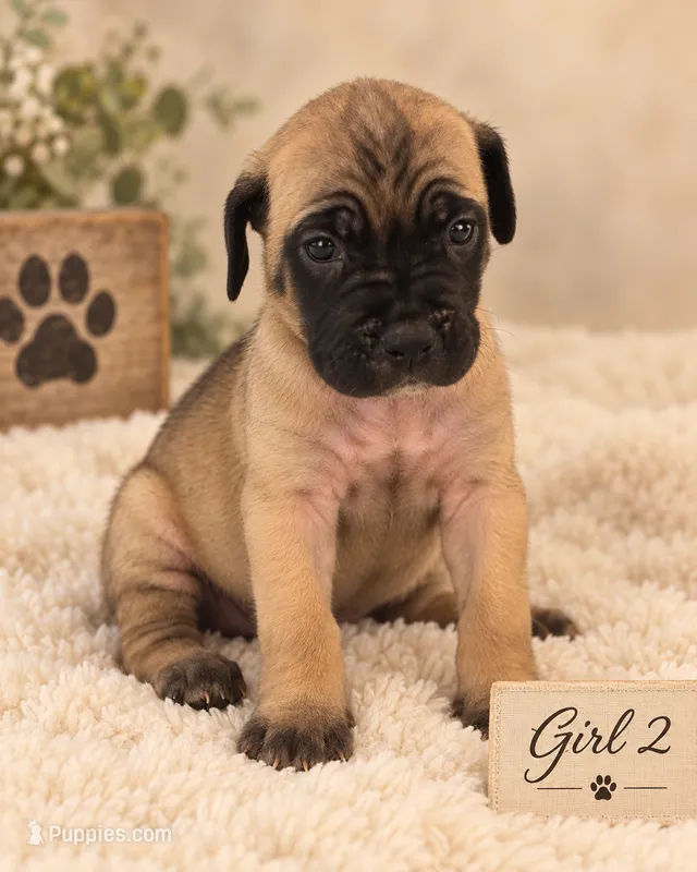 Vixen  – Cane Corso puppy for sale in Lilburn, GA