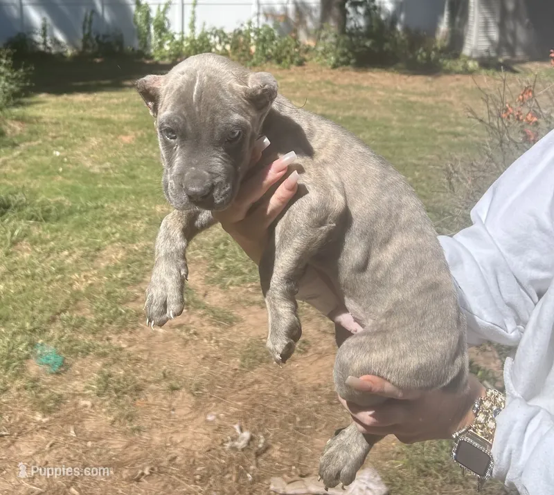 Pretty boy – Cane Corso puppy for sale in Lilburn, GA