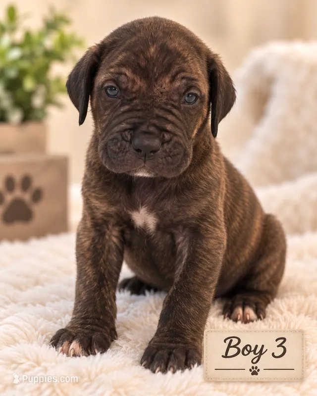 Grumpy  – Cane Corso puppy for sale in Lilburn, GA