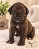 Grumpy , a male Cane Corso for sale in Lilburn, GA – 1 of 1