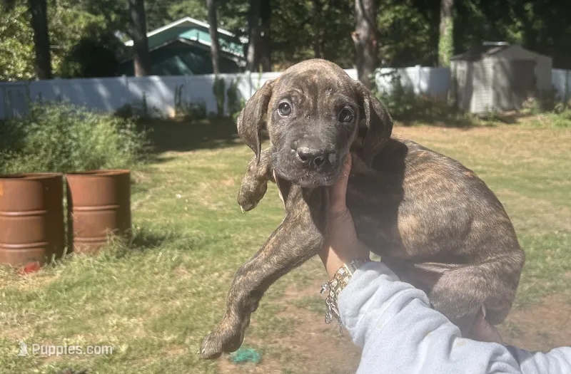 Chill will – Cane Corso puppy for sale in Lilburn, GA