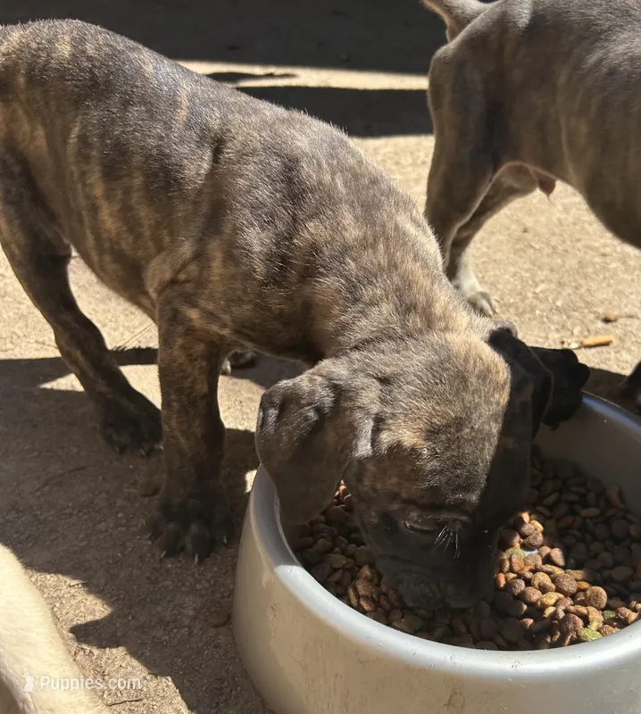 Grumpy  – Cane Corso puppy for sale in Lilburn, GA