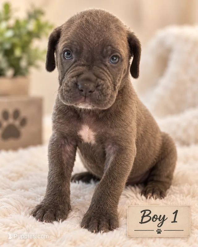 Chill will – Cane Corso puppy for sale in Lilburn, GA