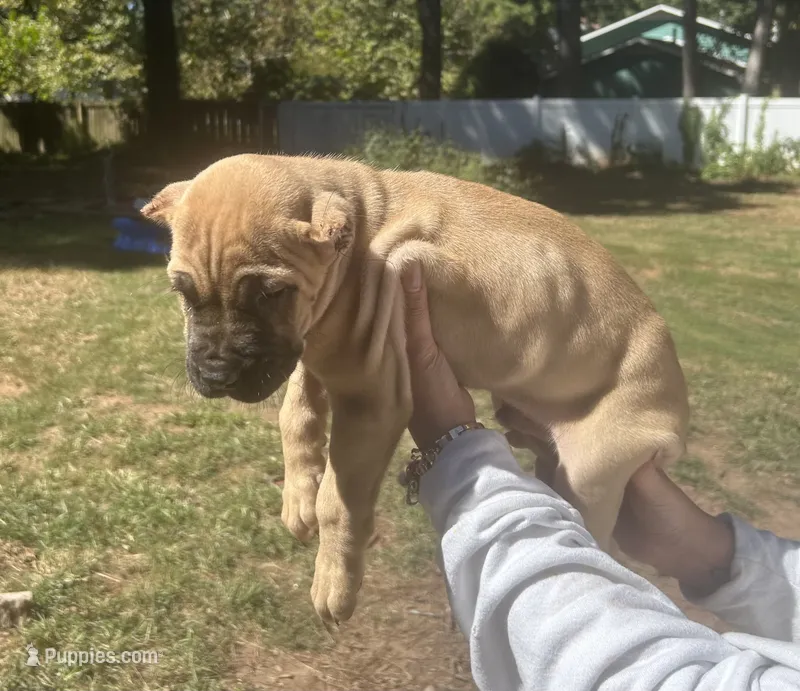 Yogi – Cane Corso puppy for sale in Lilburn, GA