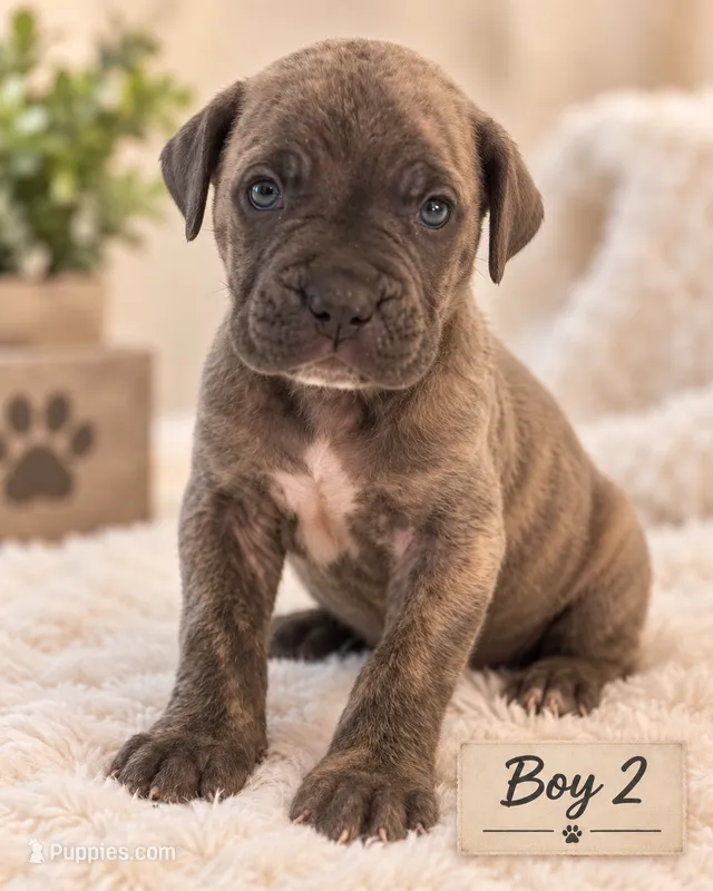 Tigger – Cane Corso puppy for sale in Lilburn, GA