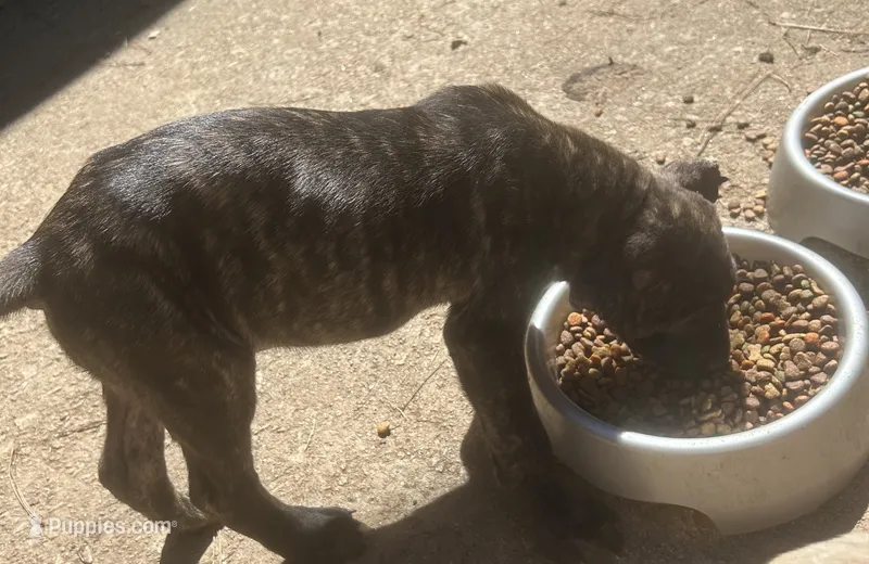 Tigger – Cane Corso puppy for sale in Lilburn, GA