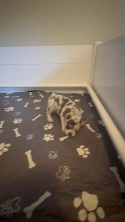 Duchess, a female French Bulldog for sale in Richmond, OH – 3 of 3