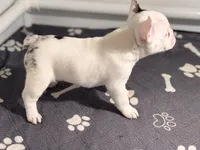 Lucky , a male French Bulldog for sale in Richmond, OH – 4 of 6