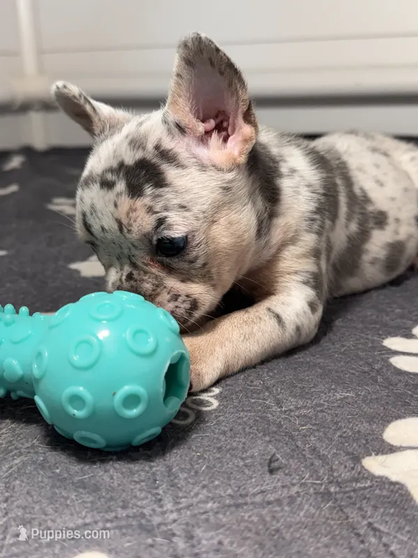 Fluffy  – French Bulldog puppy for sale in Richmond, OH