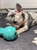 Fluffy , a male French Bulldog for sale in Richmond, OH – 1 of 6