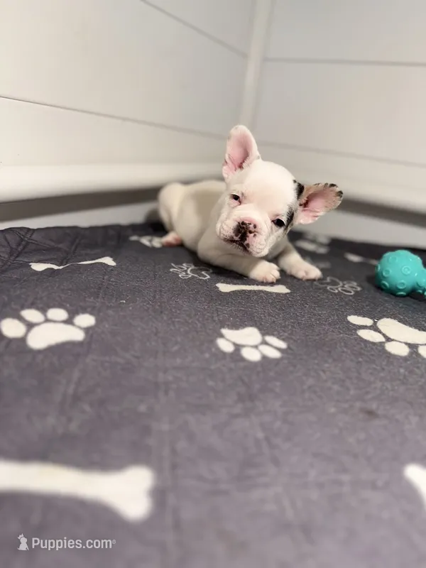Lucky  – French Bulldog puppy for sale in Richmond, OH