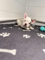 Lucky , a male French Bulldog for sale in Richmond, OH – 1 of 6