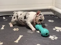 Princess, a female French Bulldog for sale in Richmond, OH – 3 of 5