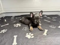 Blue , a male French Bulldog for sale in Richmond, OH – 3 of 3
