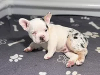 Lucky , a male French Bulldog for sale in Richmond, OH – 3 of 6