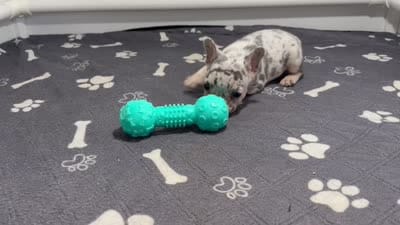 Fluffy , a male French Bulldog for sale in Richmond, OH – 6 of 6