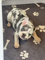Duchess , a female French Bulldog for sale in Richmond, OH – 3 of 3