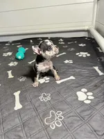 Minnie , a female French Bulldog for sale in Richmond, OH – 5 of 6