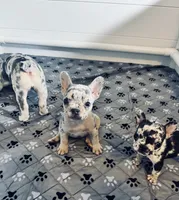 Fluffy , a male French Bulldog for sale in Richmond, OH – 3 of 6