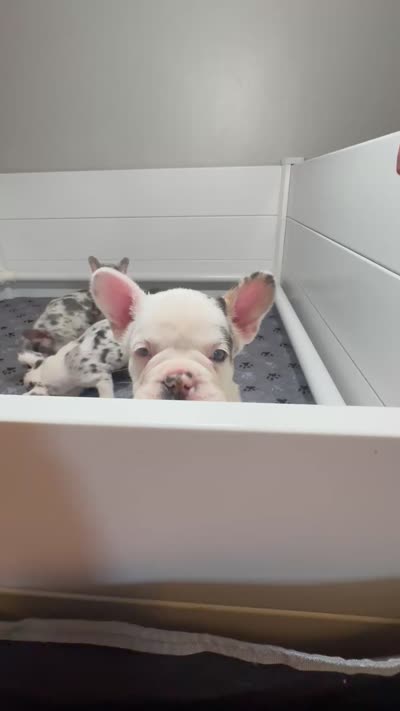 Lucky , a male French Bulldog for sale in Richmond, OH – 6 of 6
