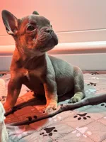 Blue , a male French Bulldog for sale in Richmond, OH – 2 of 3