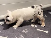 Lucky , a male French Bulldog for sale in Richmond, OH – 2 of 6