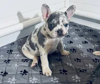 Duchess, a female French Bulldog for sale in Richmond, OH – 2 of 3