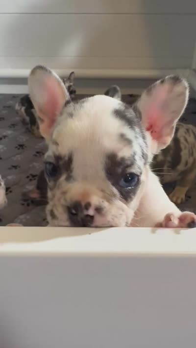 Princess, a female French Bulldog for sale in Richmond, OH – 4 of 5