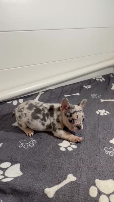Fluffy , a male French Bulldog for sale in Richmond, OH – 5 of 6
