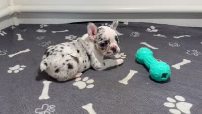 Princess, a female French Bulldog for sale in Richmond, OH – 5 of 5