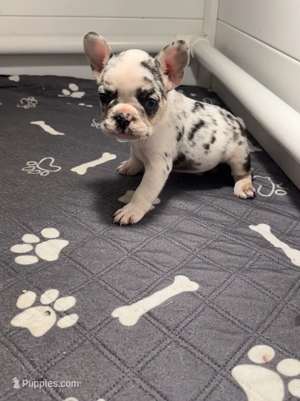 Princess – French Bulldog puppy for sale in Richmond, OH