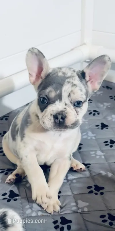 Duchess – French Bulldog puppy for sale in Richmond, OH