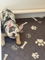 Duchess , a female French Bulldog for sale in Richmond, OH – 2 of 3
