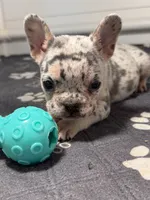 Fluffy , a male French Bulldog for sale in Richmond, OH – 4 of 6