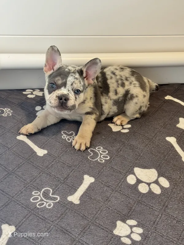 Duchess  – French Bulldog puppy for sale in Richmond, OH
